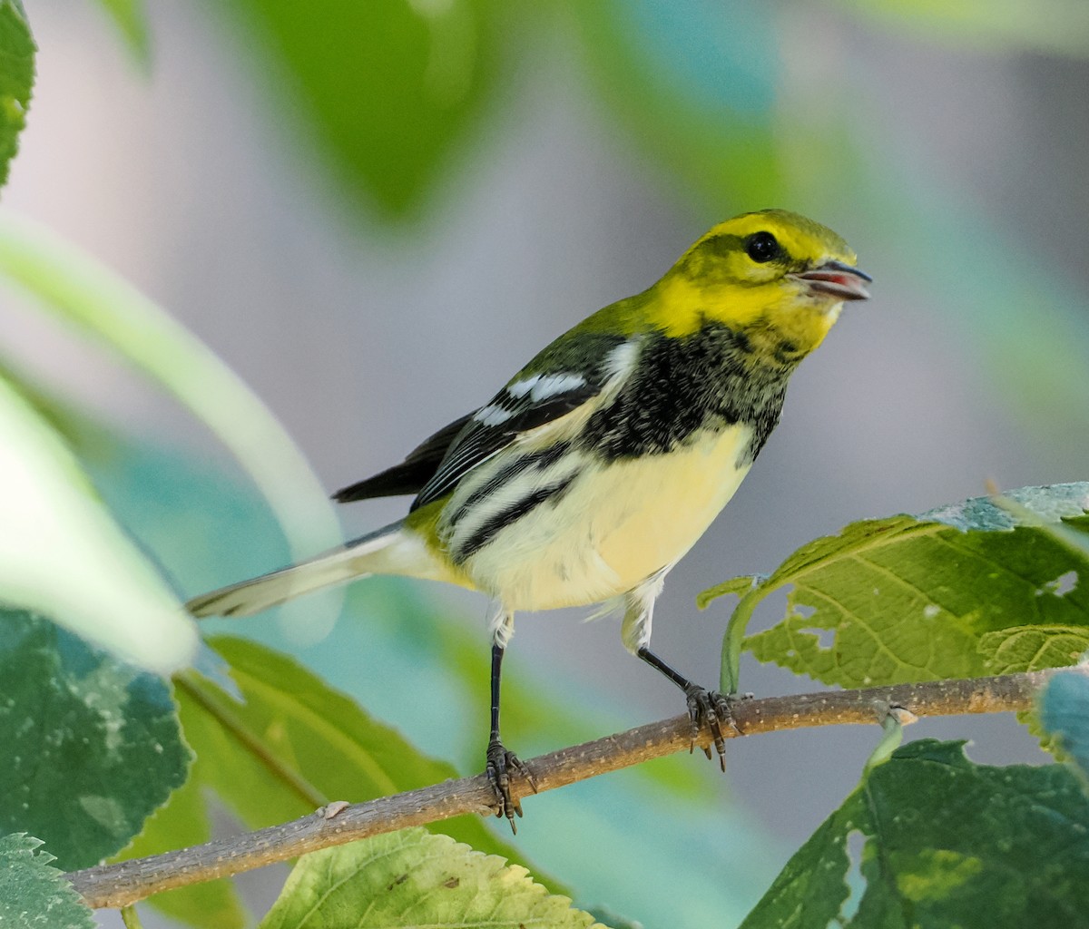 lesňáček proužkoboký - ML642493209