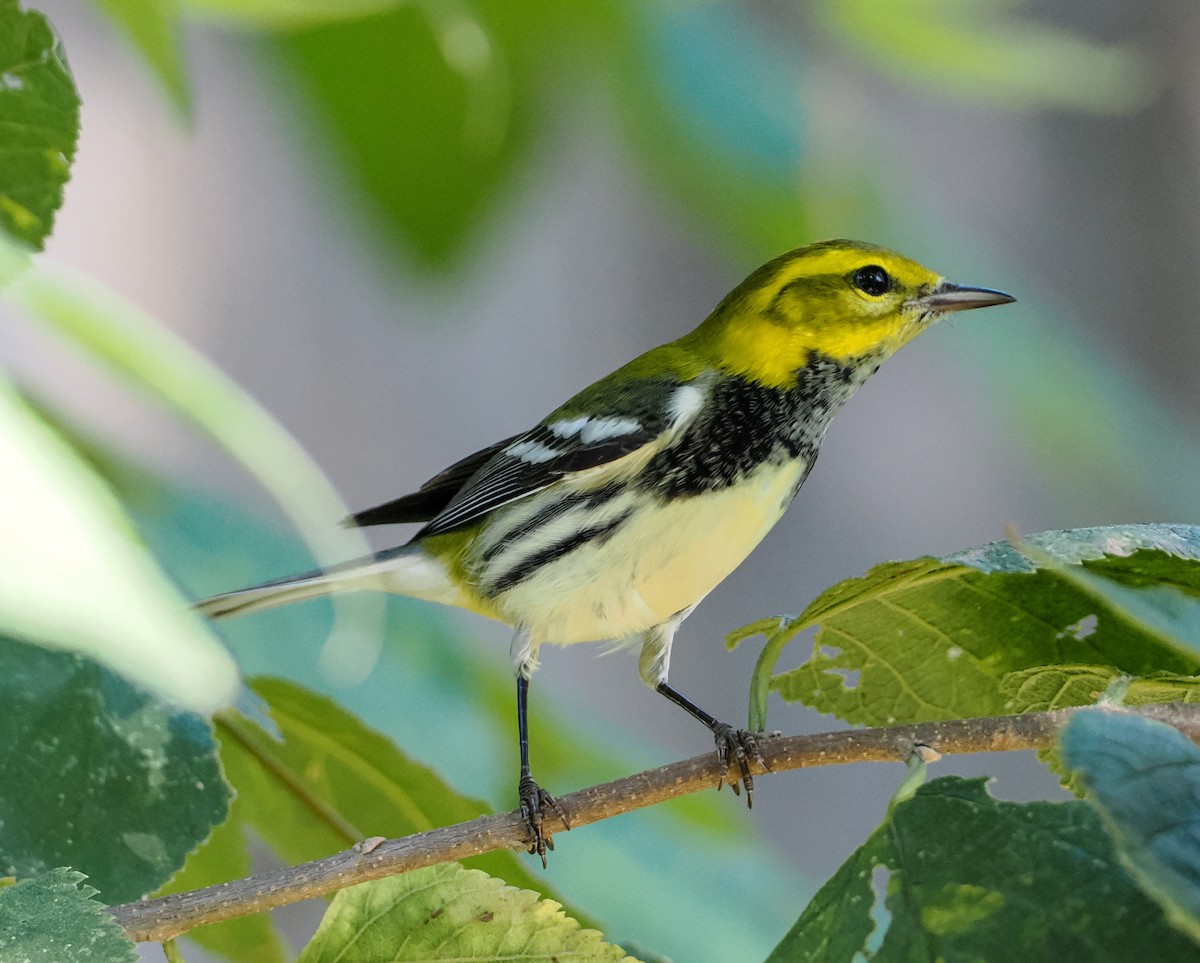 lesňáček proužkoboký - ML642493218