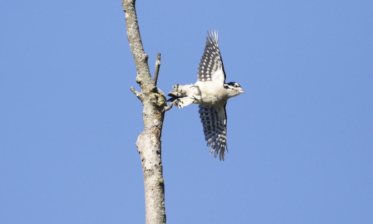 Downy Woodpecker (Eastern) - ML642493221