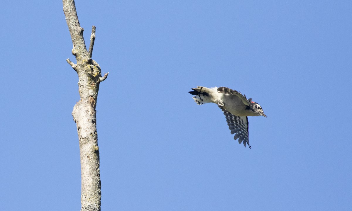 Downy Woodpecker (Eastern) - ML642493222