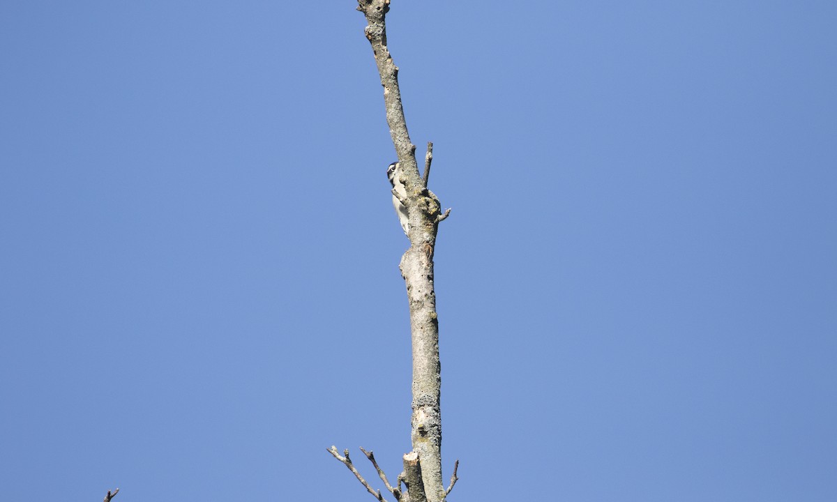 Downy Woodpecker (Eastern) - ML642493223