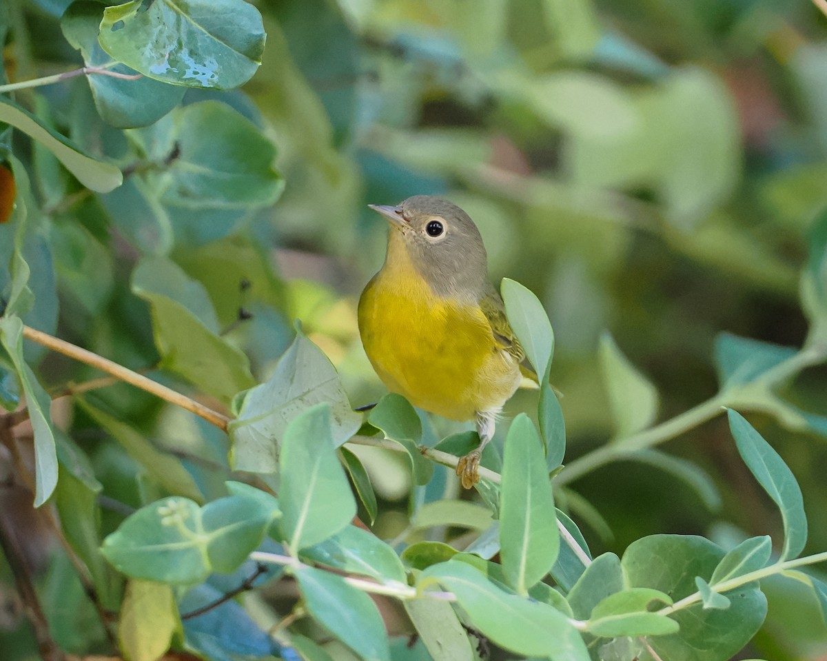 lesňáček rezavokorunkatý - ML642493224