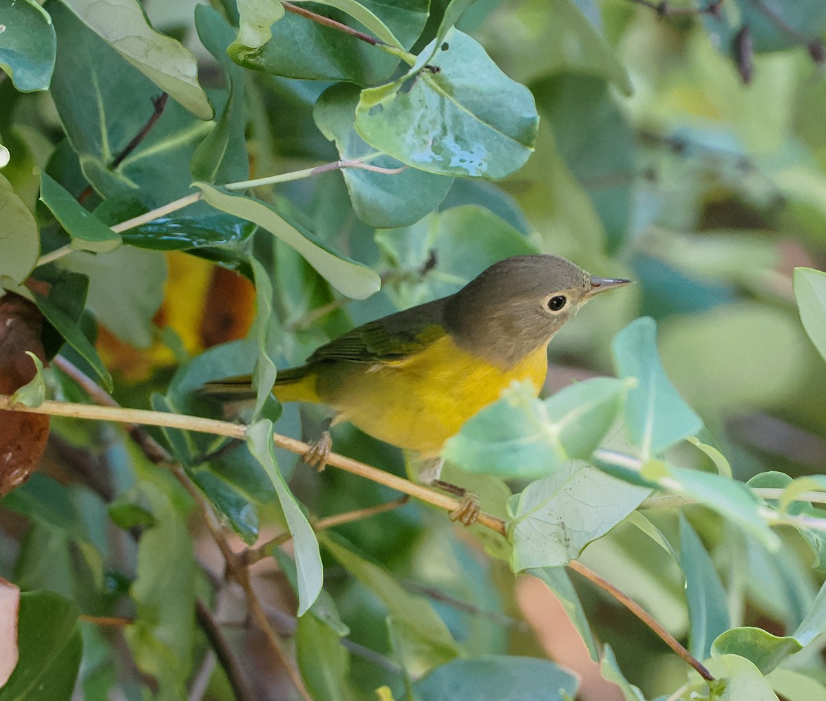 lesňáček rezavokorunkatý - ML642493226