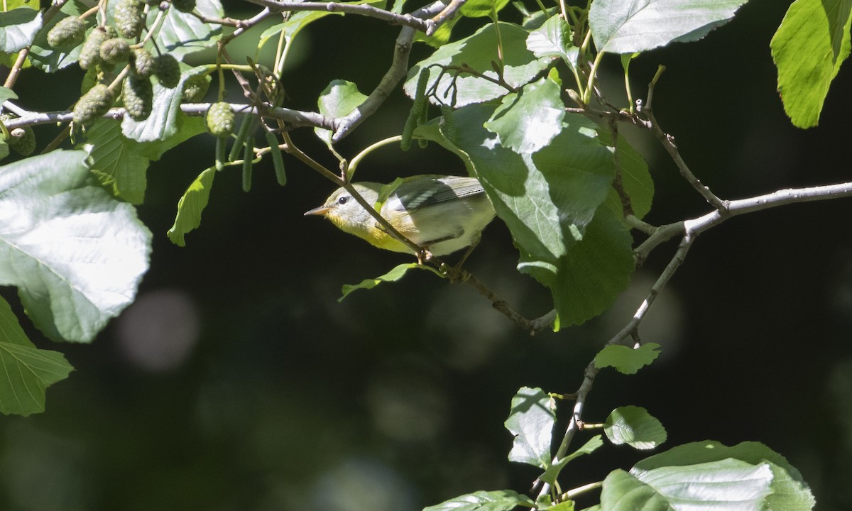Northern Parula - ML642493227