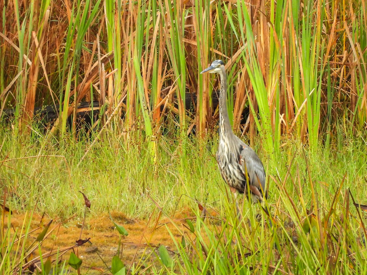 Great Blue Heron - ML642493228