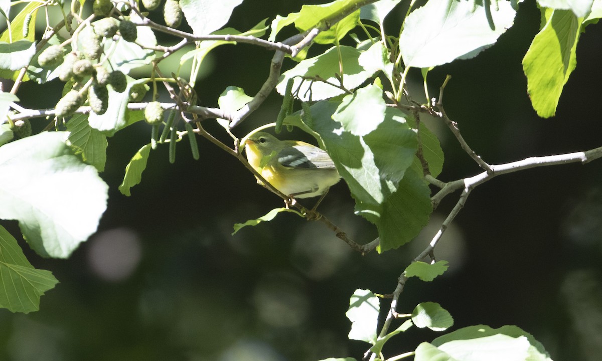 Northern Parula - ML642493229