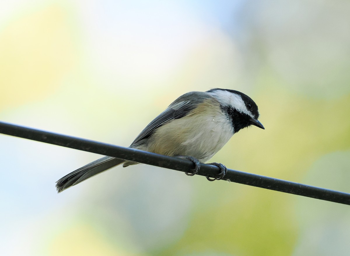 sýkora černohlavá - ML642493234