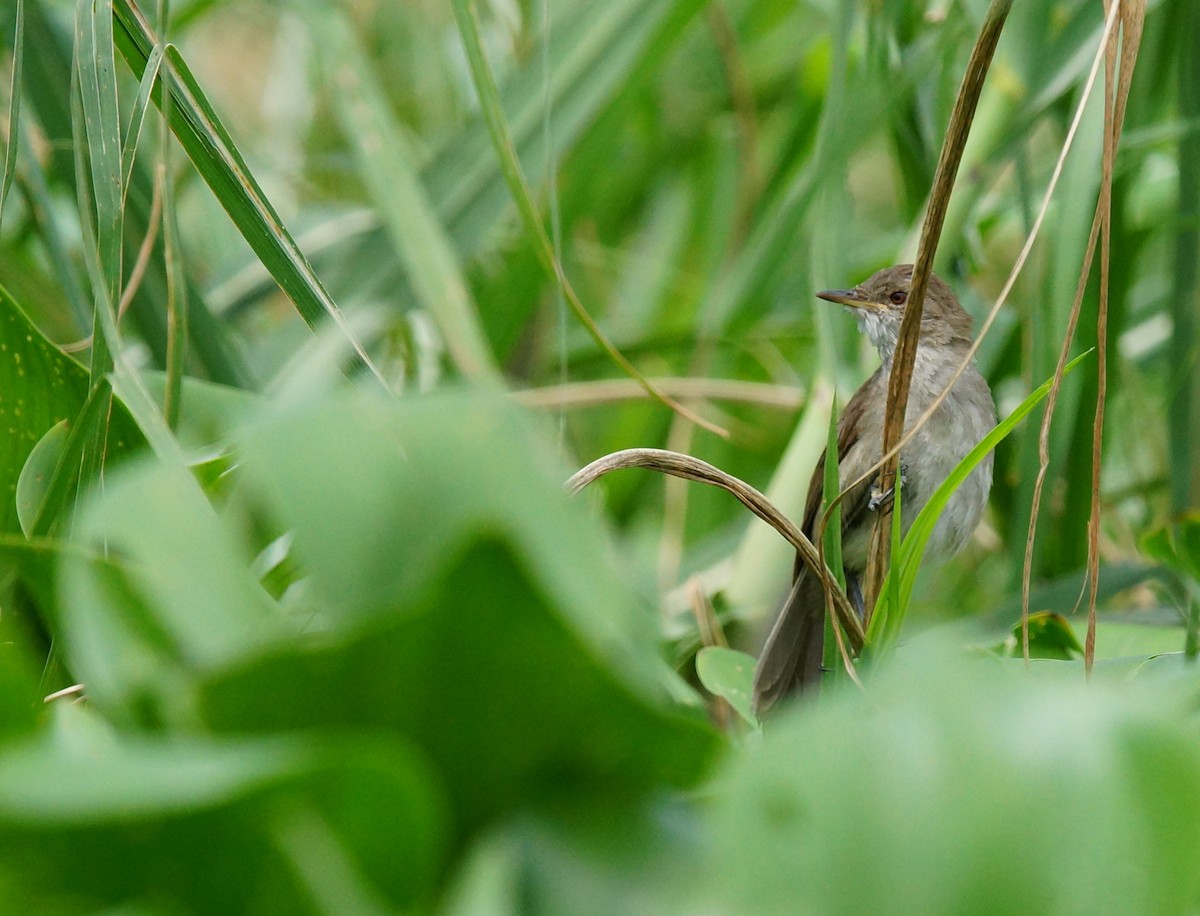 Greater Swamp Warbler - ML642493242