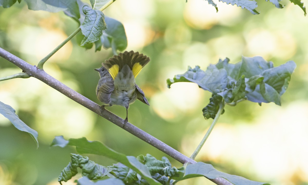 American Redstart - ML642493248