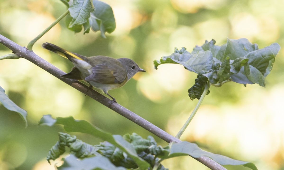 American Redstart - ML642493249