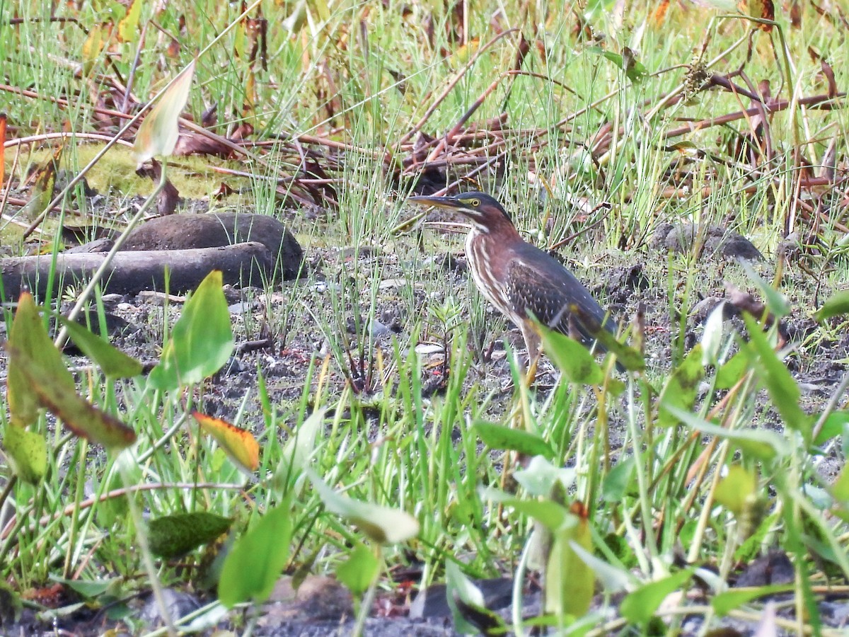 Green Heron - ML642493255