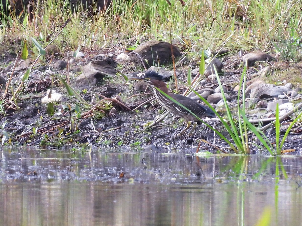 Green Heron - ML642493259
