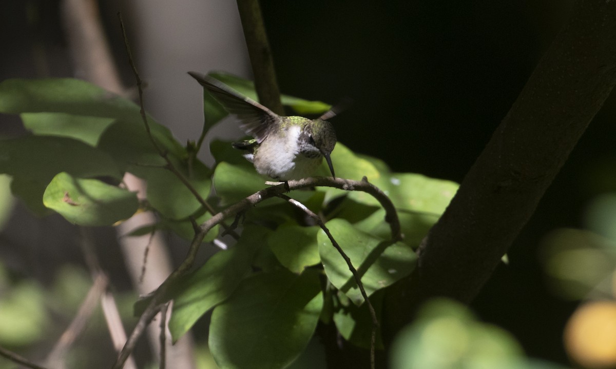 Ruby-throated Hummingbird - ML642493264