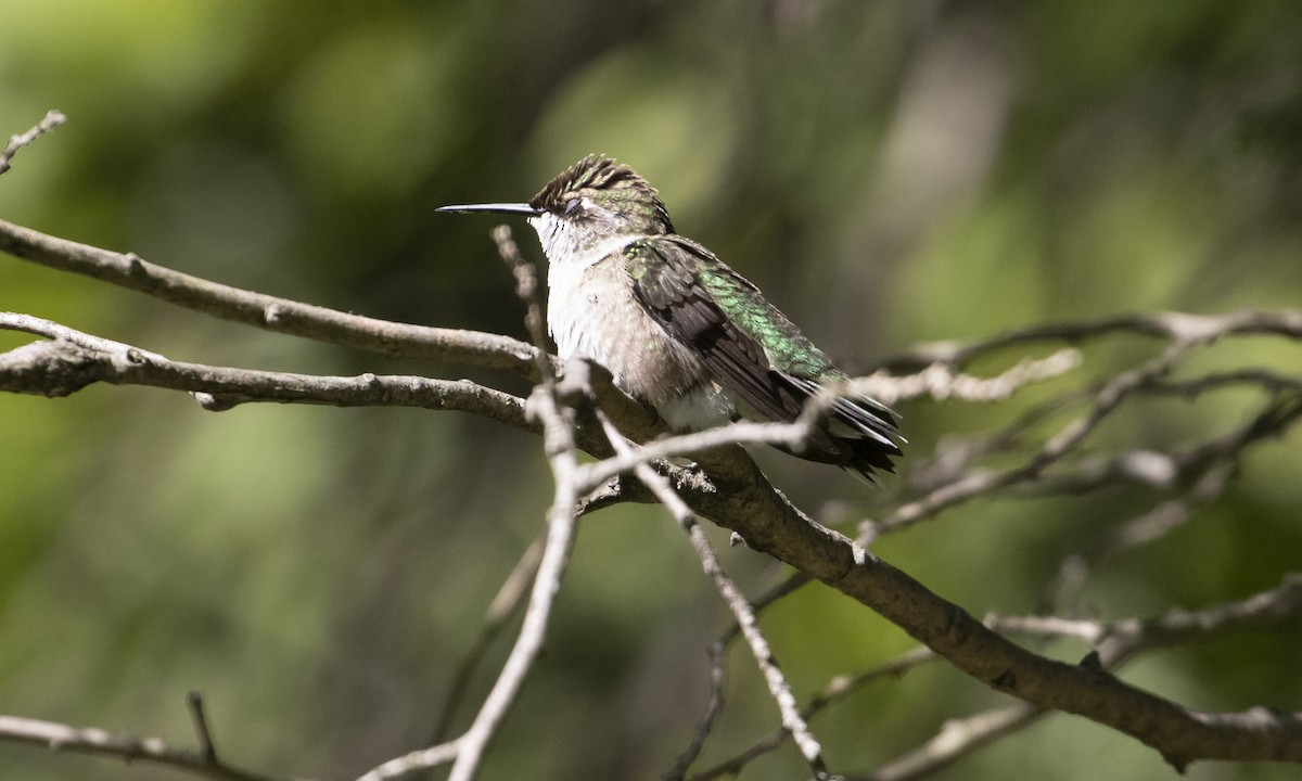 Ruby-throated Hummingbird - ML642493265