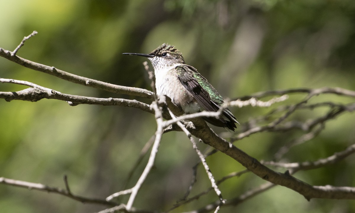 Ruby-throated Hummingbird - ML642493269