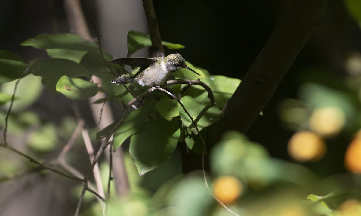 Ruby-throated Hummingbird - ML642493270