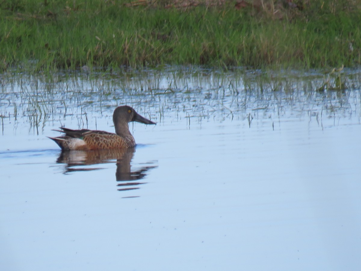 Northern Shoveler - ML642493312