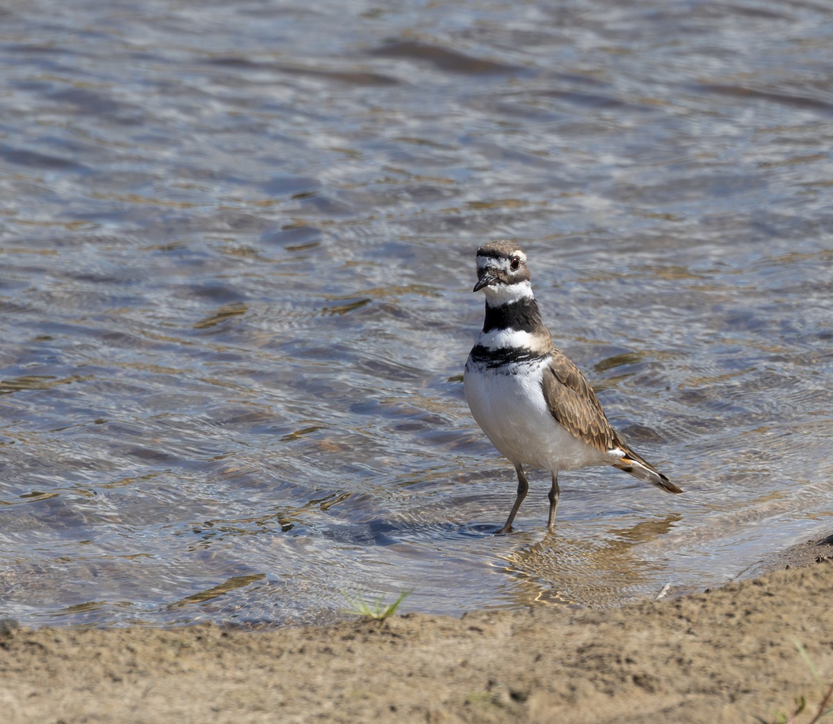 Killdeer - ML642493386