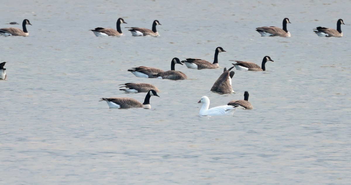 Snow x Ross's Goose (hybrid) - ML642493429