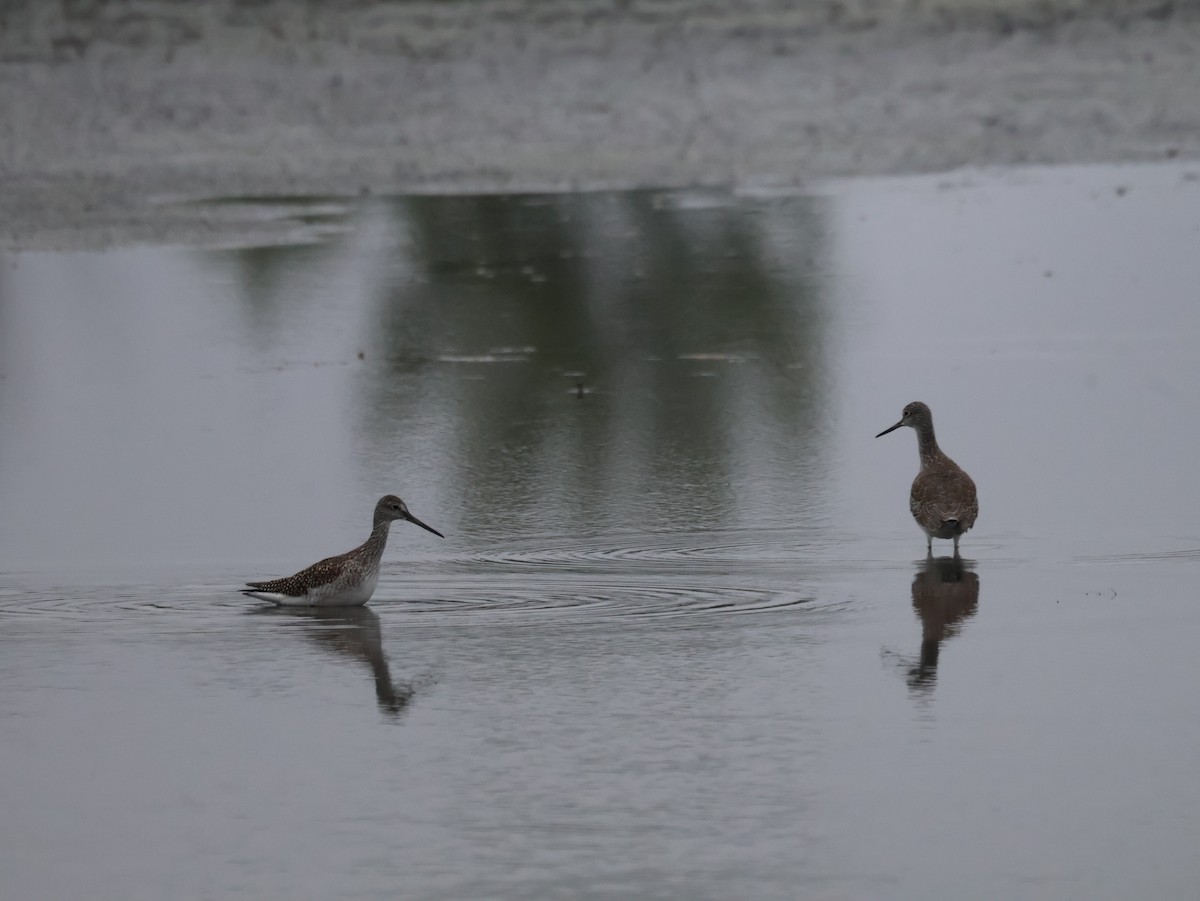 Greater Yellowlegs - ML642493435