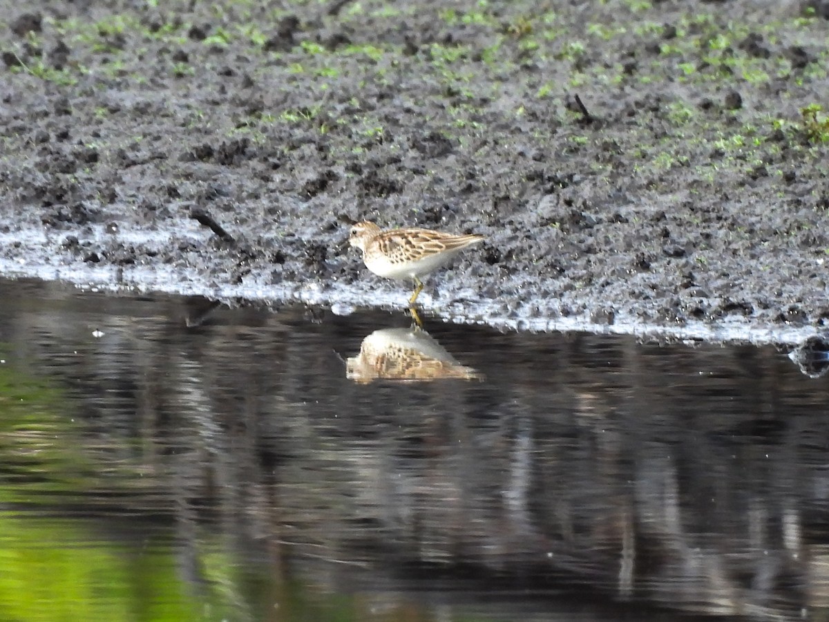 Least Sandpiper - ML642493443