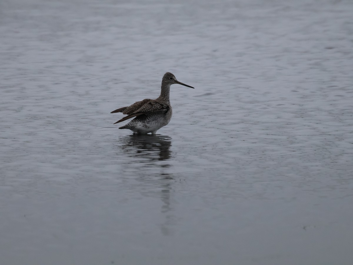 Greater Yellowlegs - ML642493459