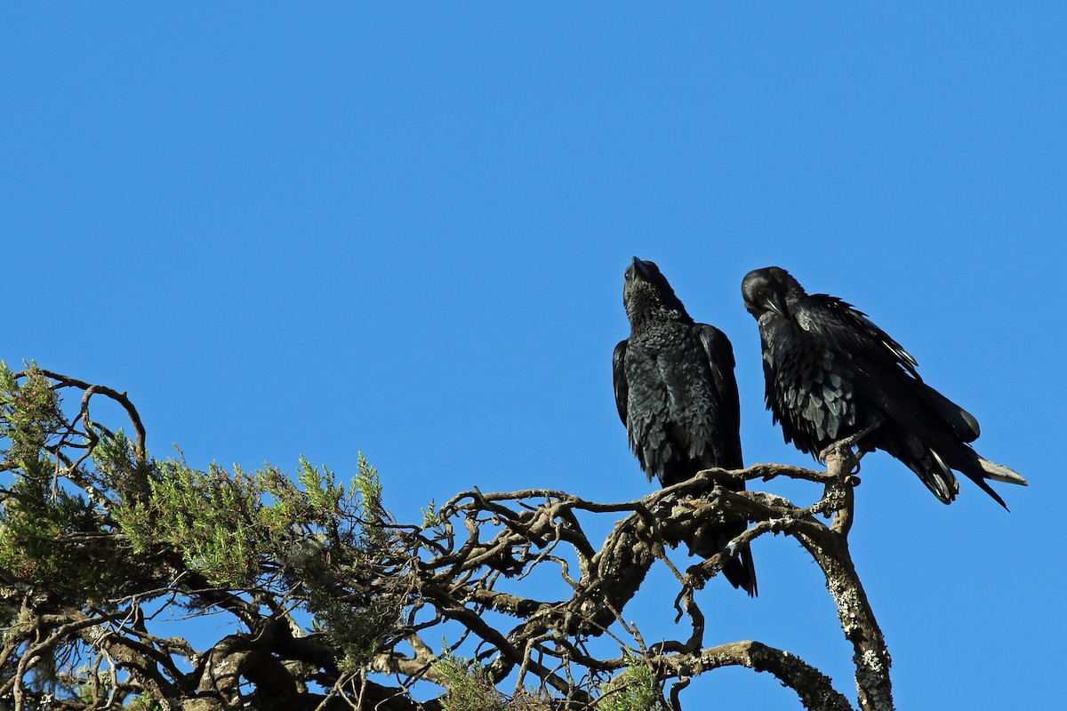 Fan-tailed Raven - ML642493463