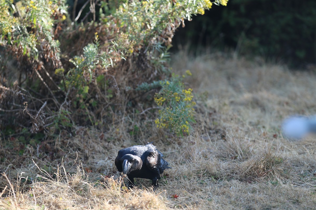 Thick-billed Raven - ML642493470