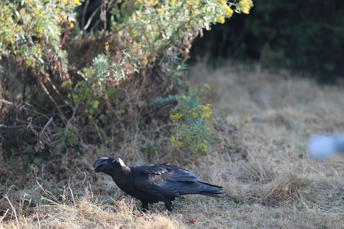 Thick-billed Raven - ML642493471