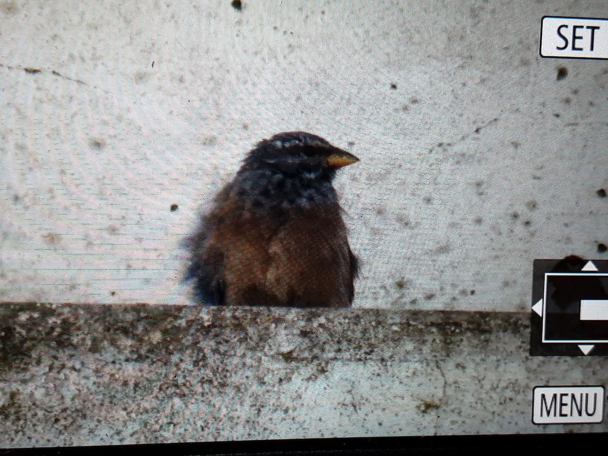 House Bunting - ML642493472