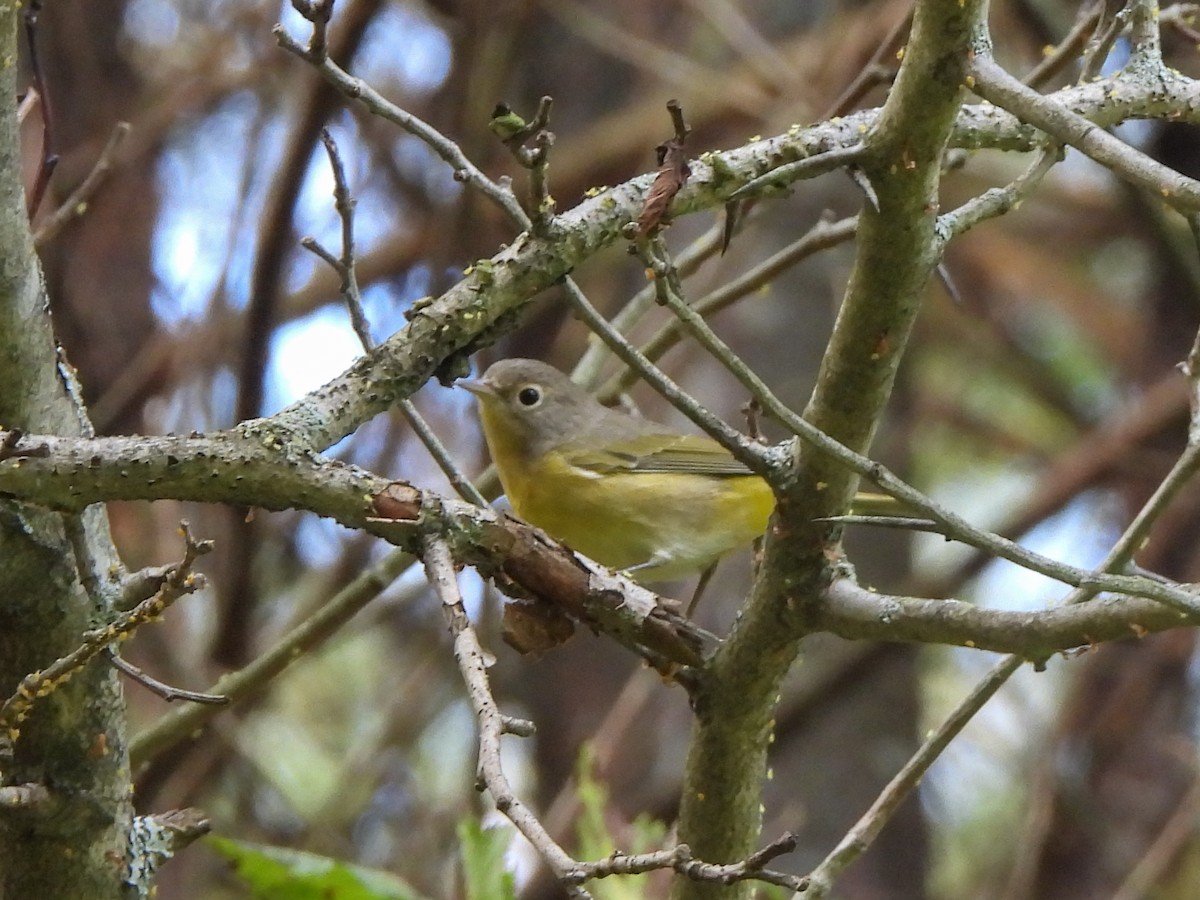 Nashville Warbler - ML642493491