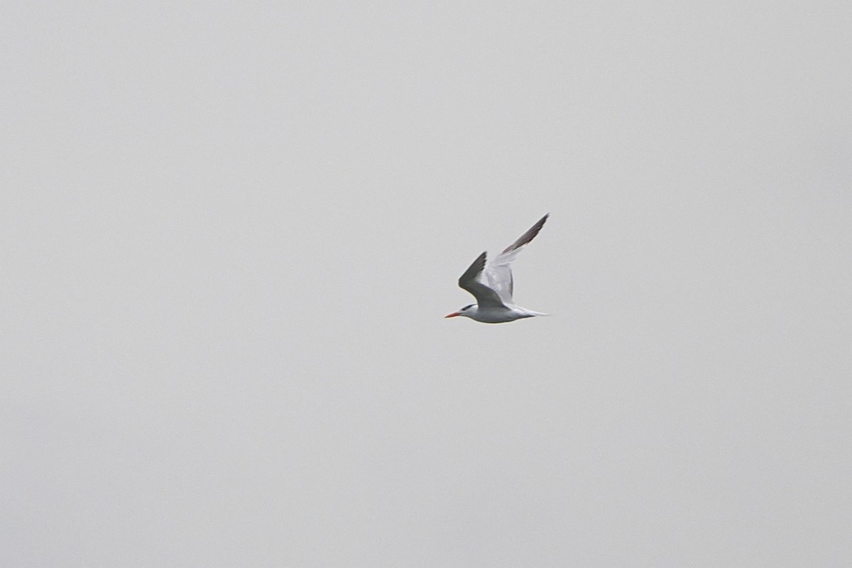 Royal Tern - ML642493495