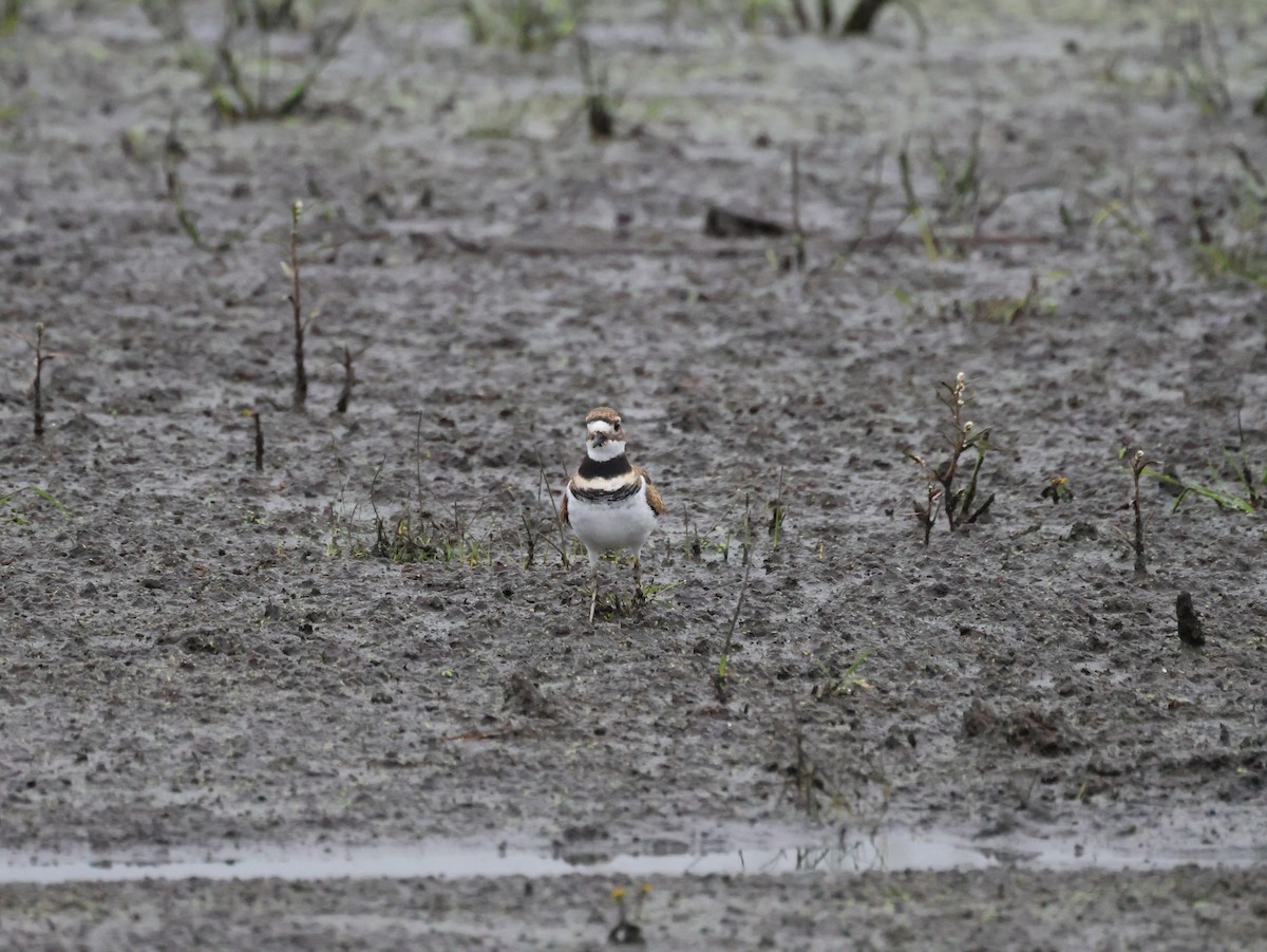 Killdeer - ML642493497