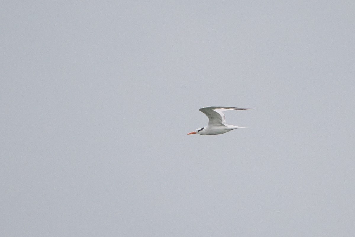 Royal Tern - ML642493498