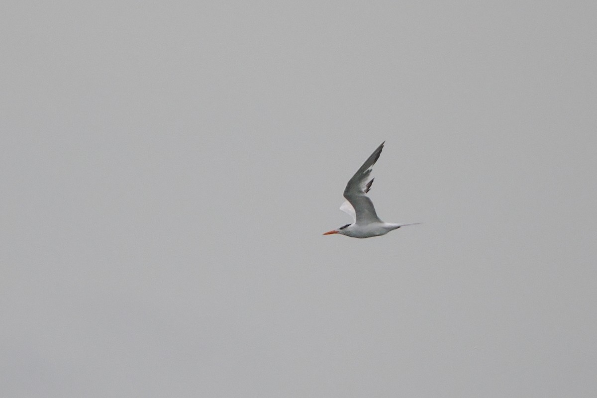 Royal Tern - ML642493501