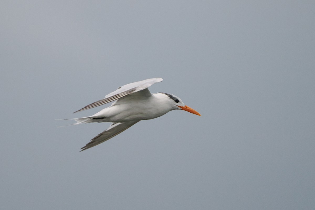 Royal Tern - ML642493505