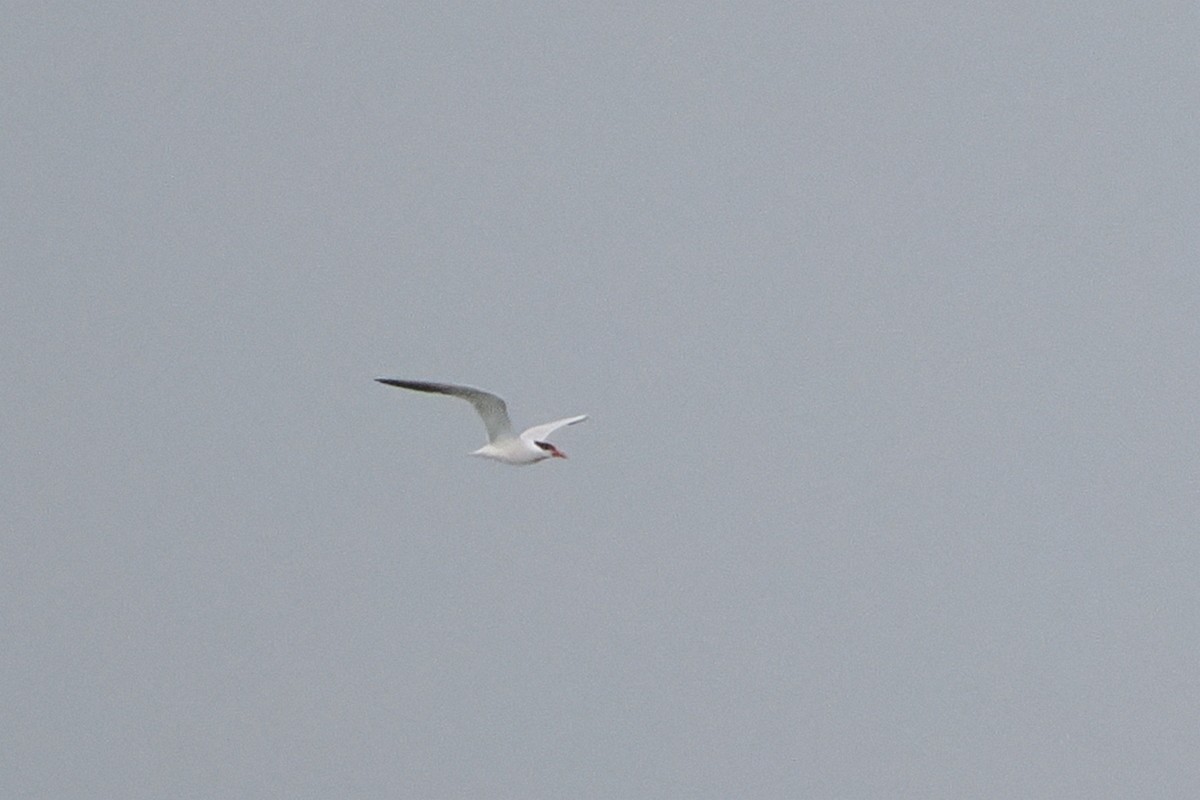 Caspian Tern - ML642493507