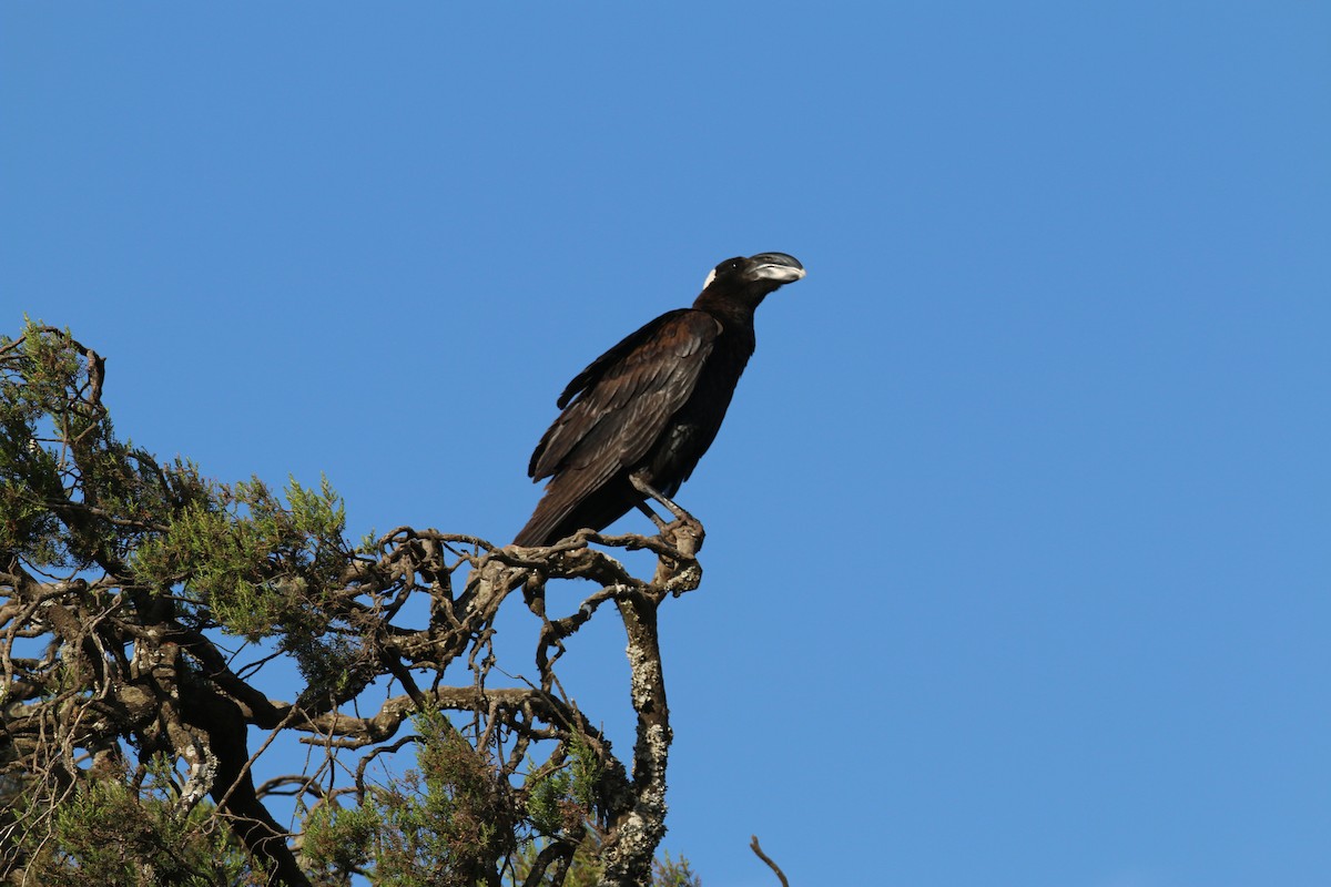 Thick-billed Raven - ML642493508