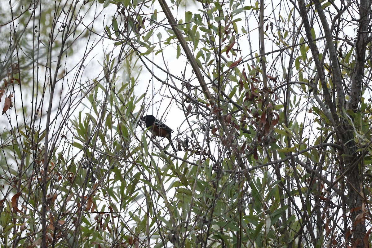 Spotted Towhee - ML642493511