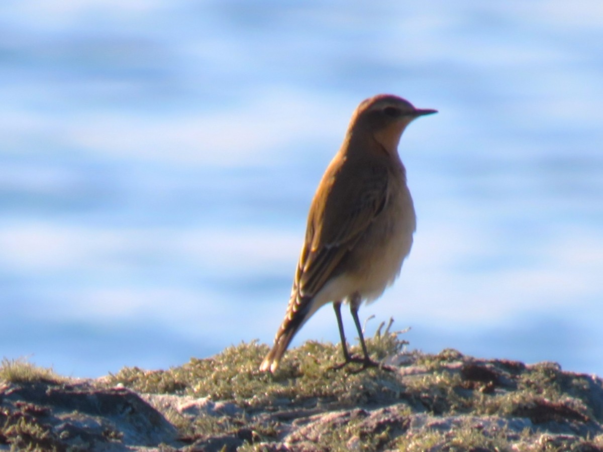 Northern Wheatear - ML642493529