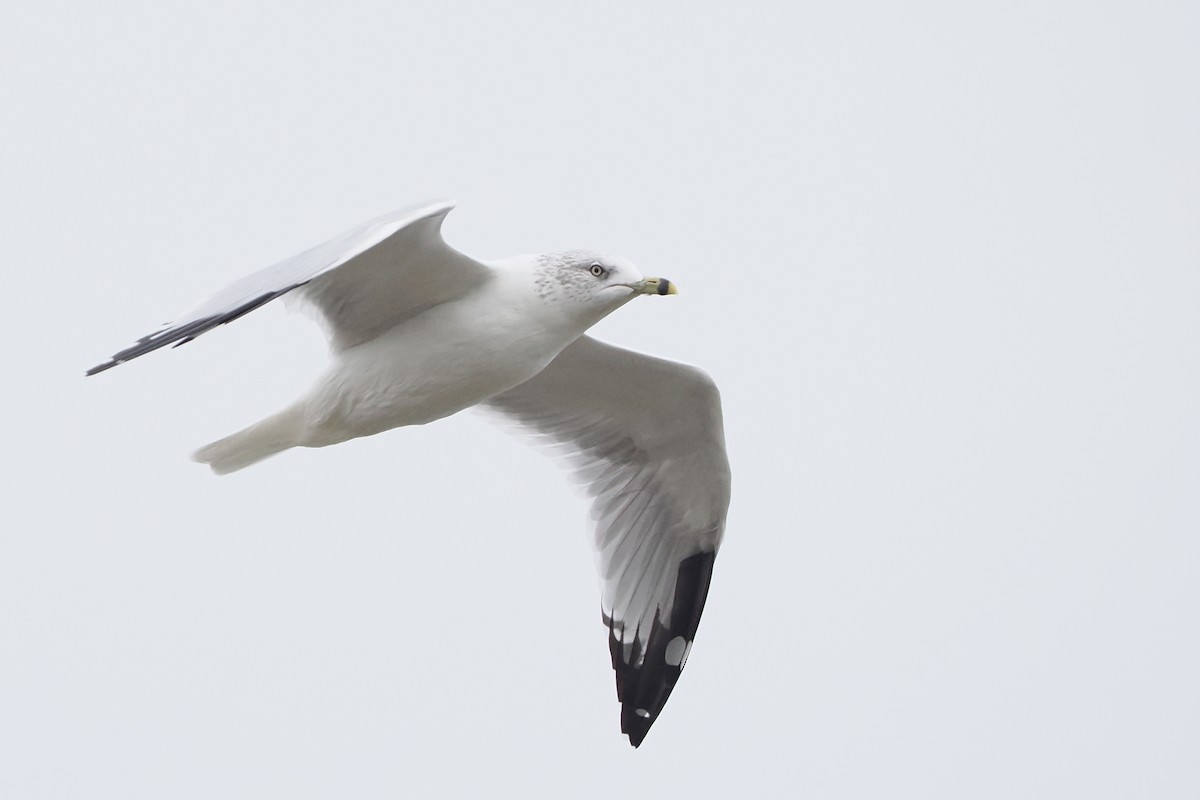 Ring-billed Gull - ML642493539