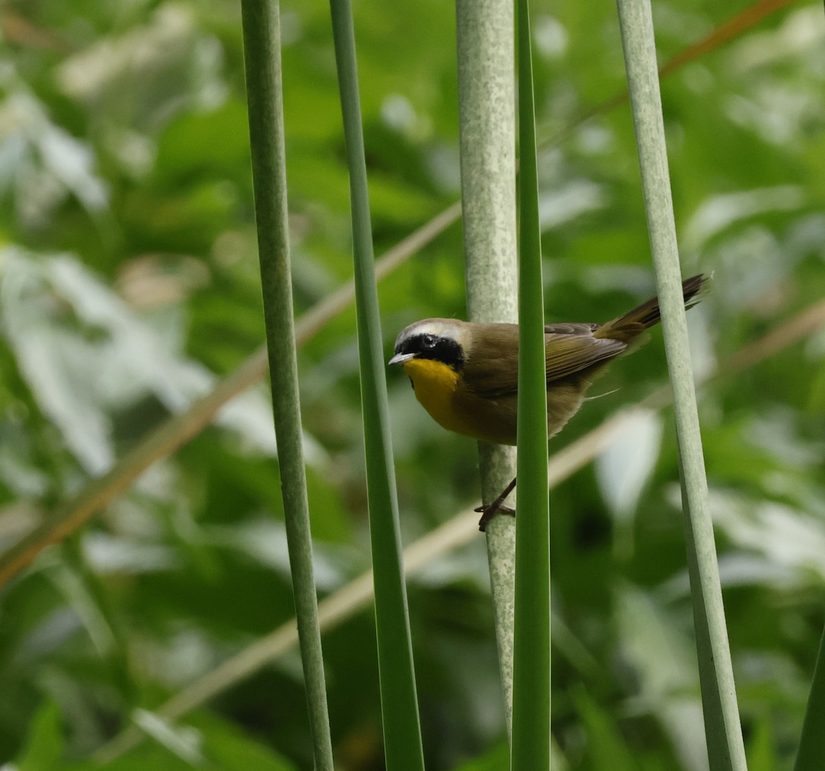 Weidengelbkehlchen - ML642493543