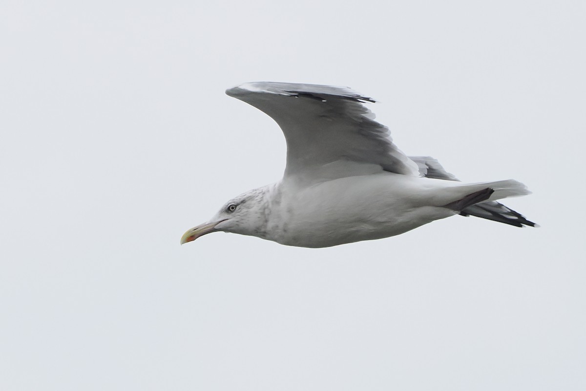American Herring Gull - ML642493544