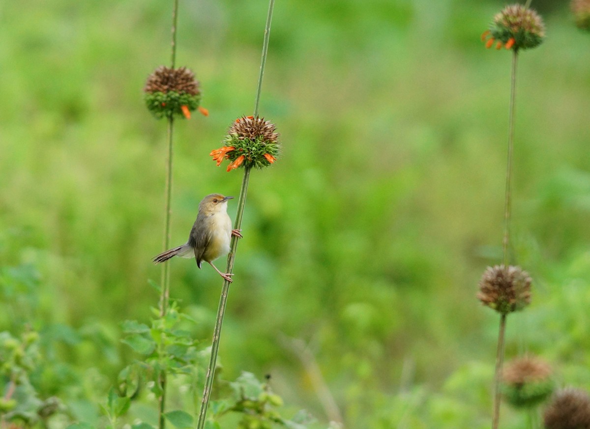 Red-faced Cisticola - ML642493546