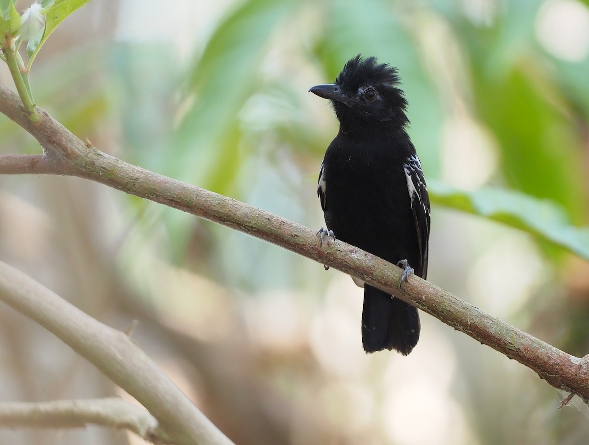 Castelnau's Antshrike - ML642493548