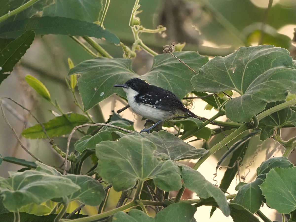 Black-and-white Antbird - ML642493556