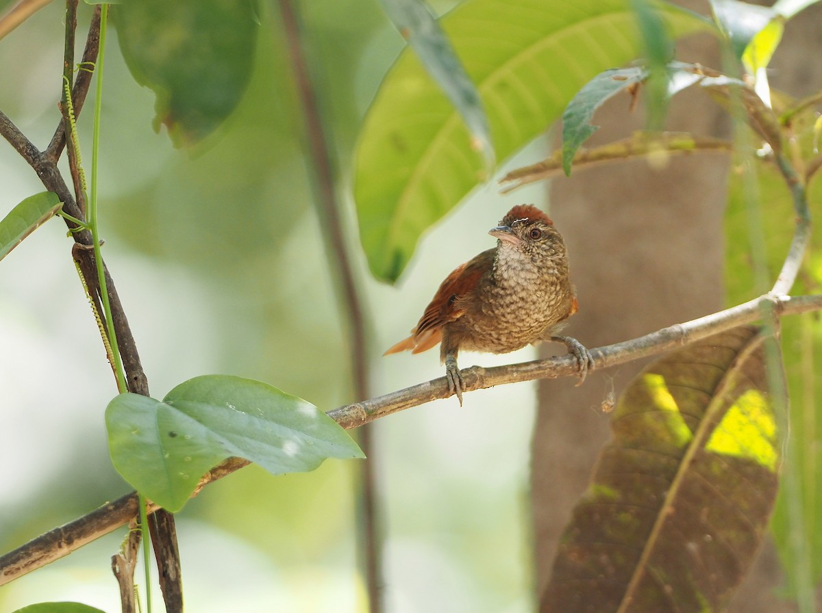 Scaled Spinetail - ML642493574