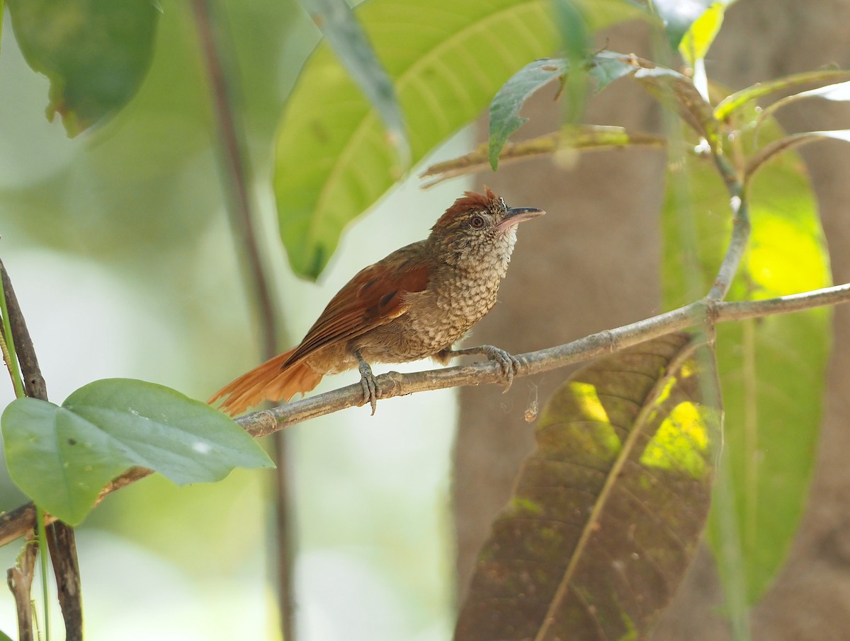 Scaled Spinetail - ML642493575