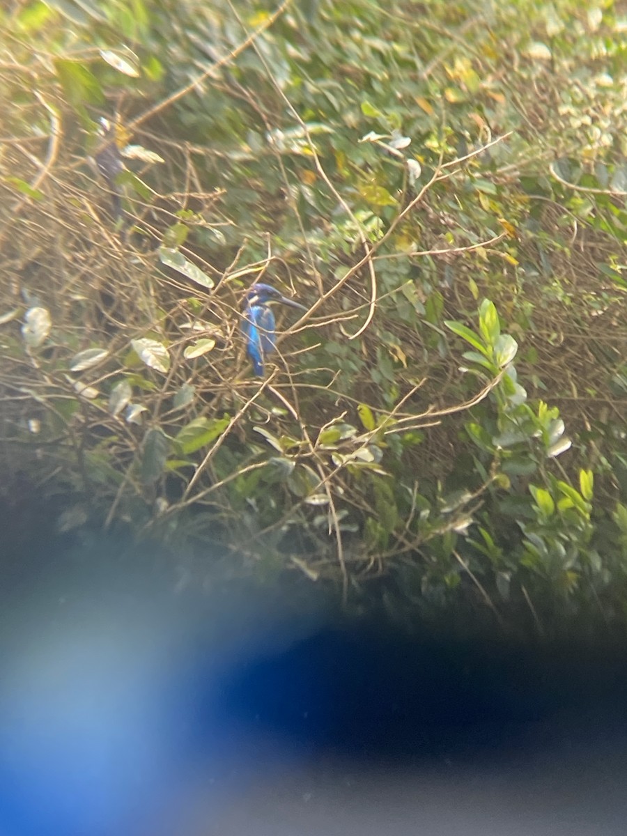 Half-collared Kingfisher - ML642493586