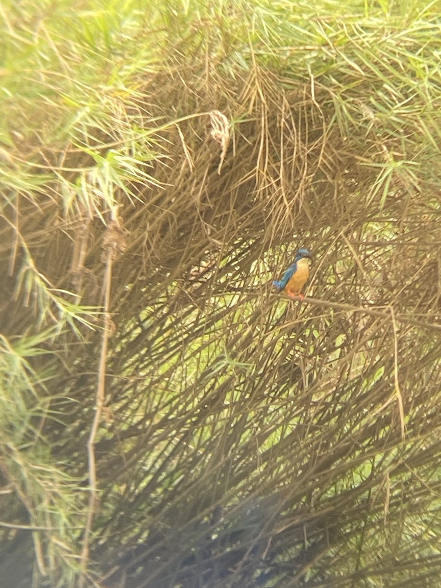 Half-collared Kingfisher - ML642493588